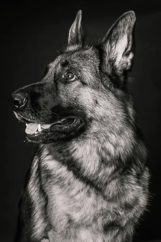 Portrait en noir et blanc d’un chien berger de profil au studio Lyon Photographe